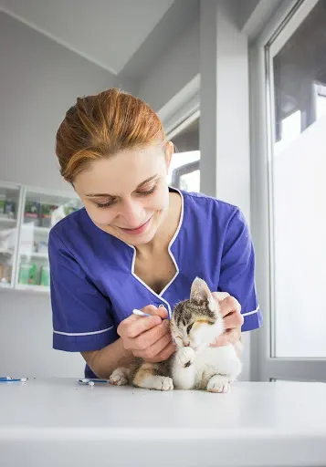 Przychodnia weterynaryjna Vet Care